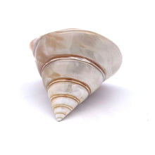 Original Moti Shank Pearl Conch Shankha 70x60mm RARE Gleaming White Shell