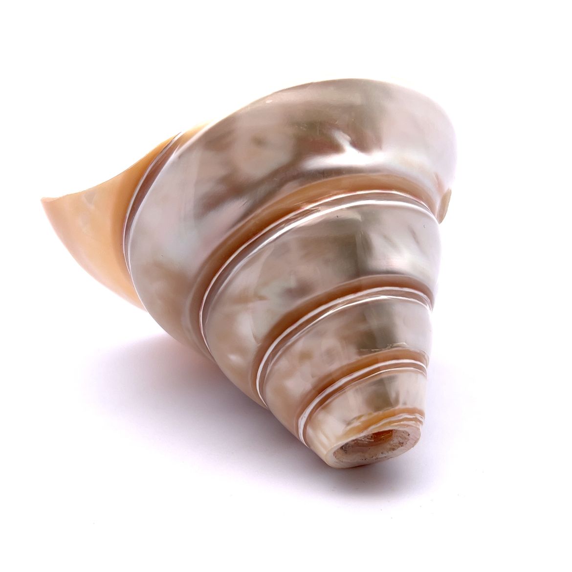 Original Moti Shank Pearl Conch Shankha 100x90mm Mother of Pearl White Shell