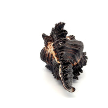 Original Black Shani Shank Conch Kacchap Shankha 100x65mm Shell