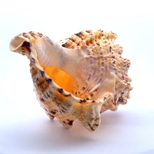 Original Devdutta Shank Conch Arjuna Shankha 130x90mm Historic Shell