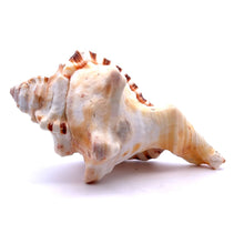 Original Ganesha Shank Conch Shankha 115x60mm Shell