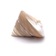 Original Moti Shank Pearl Conch Shankha 70x60mm RARE Gleaming White Shell
