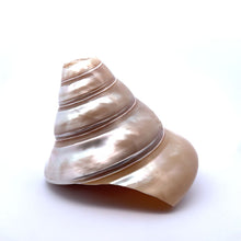 Original Moti Shank Pearl Conch Shankha 100x90mm Mother of Pearl White Shell