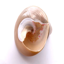 Original Moti Shank Pearl Conch Shankha 100x90mm Mother of Pearl White Shell