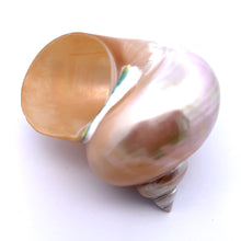 Original Turban Mother of Pearl Shank Conch Shankha 100x60mm Shell