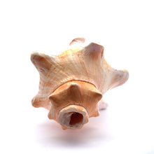 Original Bayawarti Horse Blowing Shank Conch Indian Blowing Shankha 150x100mm Shell