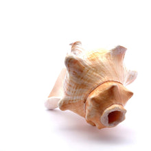 Original Bayawarti Horse Blowing Shank Conch Indian Blowing Shankha 150x100mm Shell