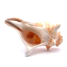 Original Bayawarti Horse Blowing Shank Conch Indian Blowing Shankha 150x100mm Shell
