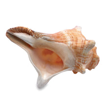Original Bayawarti Horse Blowing Shank Conch Indian Blowing Shankha 150x100mm Shell