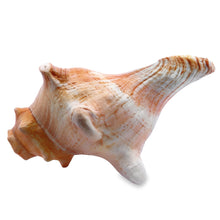 Original Bayawarti Horse Blowing Shank Conch Indian Blowing Shankha 150x100mm Shell