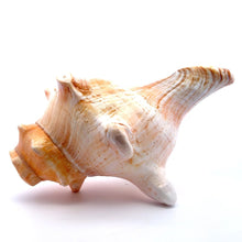 Original Bayawarti Horse Blowing Shank Conch Indian Blowing Shankha 150x100mm Shell