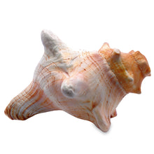 Original Bayawarti Horse Blowing Shank Conch Indian Blowing Shankha 150x100mm Shell