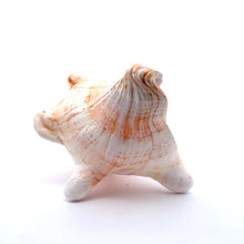 Original Bayawarti Horse Blowing Shank Conch Indian Blowing Shankha 150x100mm Shell