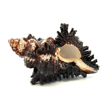 Original Black Shani Shank Conch Kacchap Shankha 100x65mm Shell