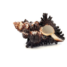 Original Black Shani Shank Conch Kacchap Shankha 100x65mm Shell