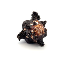 Original Black Shani Shank Conch Kacchap Shankha 100x65mm Shell
