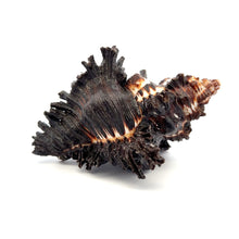 Original Black Shani Shank Conch Kacchap Shankha 100x65mm Shell