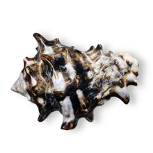Original Butterfly Crown Conch Shankha 50x40mm King’s Crown Shell