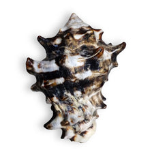 Original Butterfly Crown Conch Shankha 50x40mm King’s Crown Shell