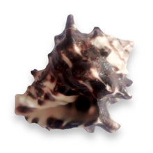 Original Butterfly Crown Conch Shankha 50x40mm King’s Crown Shell