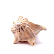 Original Dakshinavarti Shank Conch Right Hand Rare Blowing 130x110mm Shankha