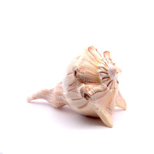 Original Dakshinavarti Shank Conch Right Hand Rare Blowing 130x110mm Shankha