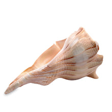 Original Dakshinavarti Shank Conch Right Hand Rare Blowing 130x110mm Shankha