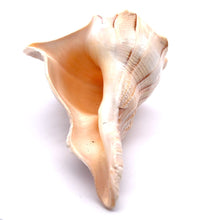 Original Dakshinavarti Shank Conch Right Hand Rare Blowing 130x110mm Shankha