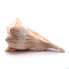 Original Dakshinavarti Shank Conch Right Hand Rare Blowing 130x110mm Shankha