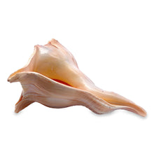 Original Dakshinavarti Shank Conch Right Hand Rare Blowing 130x110mm Shankha