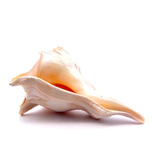 Original Dakshinavarti Shank Conch Right Hand Rare Blowing 130x110mm Shankha