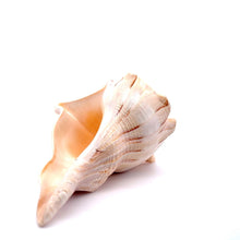 Original Dakshinavarti Shank Conch Right Hand Rare Blowing 130x110mm Shankha