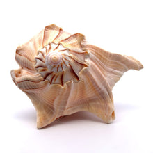 Original Dakshinavarti Shank Conch Right Hand Rare Blowing 130x110mm Shankha