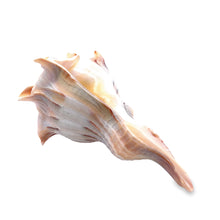 Original Dakshinavarti Shank Conch Right Handed 120x90mm Shankha Seashell