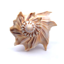 Original Dakshinavarti Shank Conch Right Handed 120x90mm Shankha Seashell