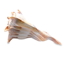 Original Dakshinavarti Shank Conch Right Handed 120x90mm Shankha Seashell