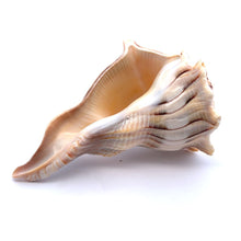 Original Dakshinavarti Shank Conch Right Handed 120x90mm Shankha Seashell