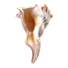 Original Dakshinavarti Shank Conch Right Handed 120x90mm Shankha Seashell
