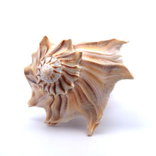 Original Dakshinavarti Shank Conch Right Handed 120x90mm Shankha Seashell