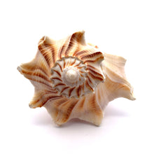 Original Dakshinavarti Shank Conch Right Handed Blowing 120x90mm Shell Shankha