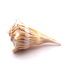 Original Dakshinavarti Shank Conch Right Handed Blowing 120x90mm Shell Shankha