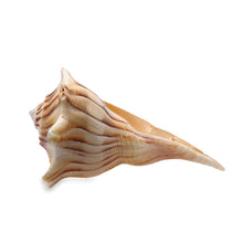 Original Dakshinavarti Shank Conch Right Handed Blowing 120x90mm Shell Shankha