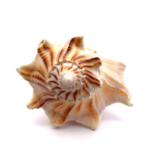 Original Dakshinavarti Shank Conch Right Handed Blowing 120x90mm Shell Shankha