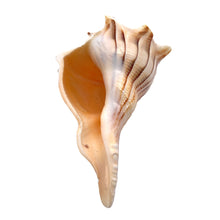 Original Dakshinavarti Shank Conch Right Handed Blowing 120x90mm Shell Shankha