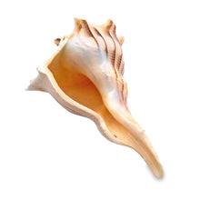 Original Dakshinavarti Shank Conch Right Handed Blowing 120x90mm Shell Shankha
