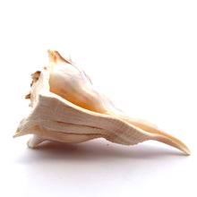 Original Dakshinavarti Shank Conch Right Handed Blowing 120x90mm Shell Shankha