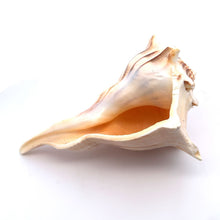 Original Dakshinavarti Shank Conch Right Handed Blowing 120x90mm Shell Shankha