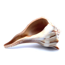 Original Dakshinavarti Shank Conch Right Handed Good Luck Shankha 100x70mm Shell