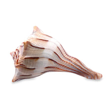 Original Dakshinavarti Shank Conch Right Handed Good Luck Shankha 100x70mm Shell
