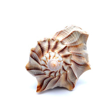 Original Dakshinavarti Shank Conch Right Handed Good Luck Shankha 100x70mm Shell